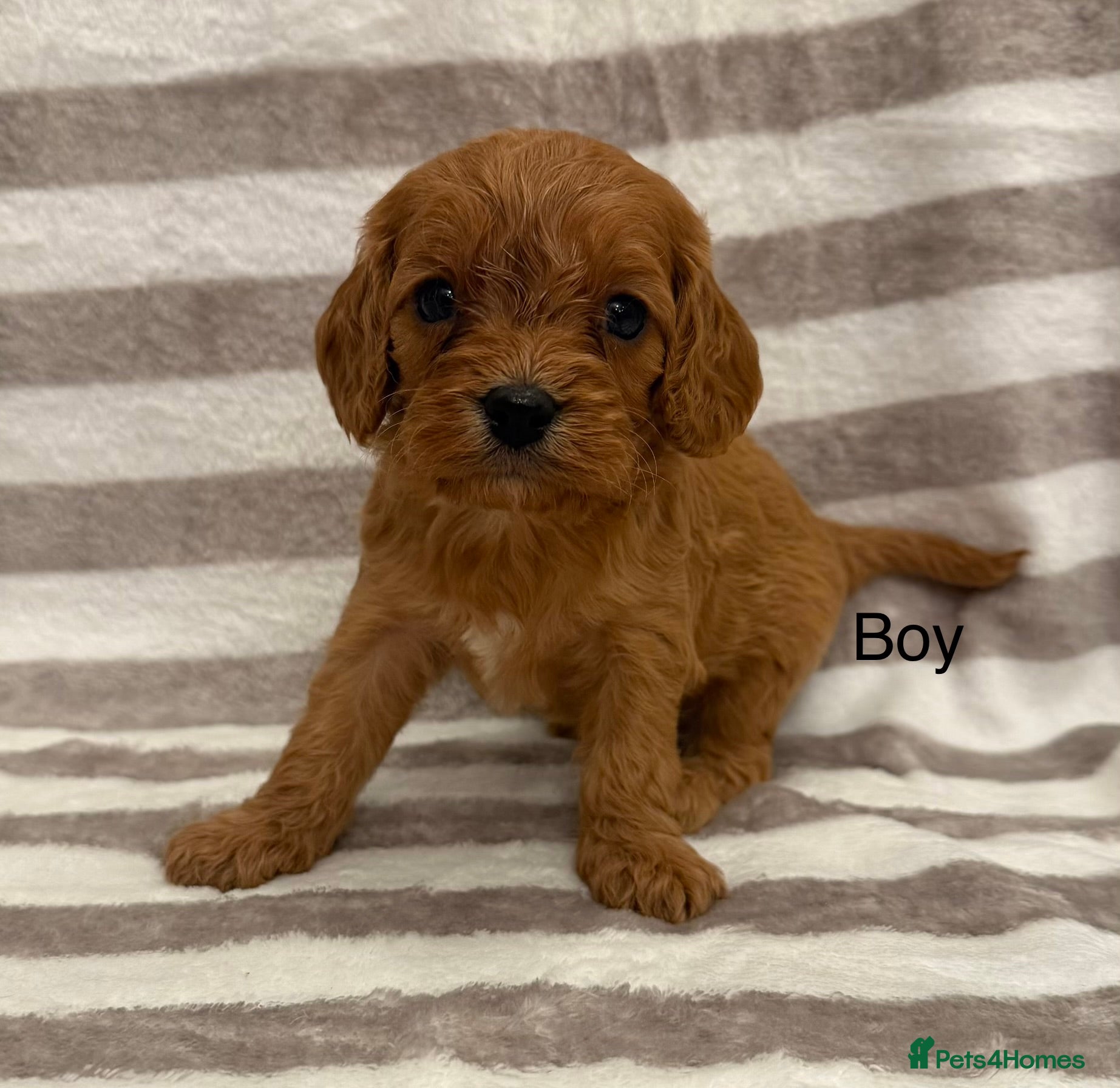 Cavapoo dogs Cavapoo puppies 🧬🐶🩷💙 - Advert 1