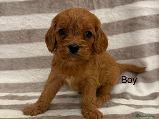 Cavapoo dogs Cavapoo puppies 🧬🐶🩷💙 - Advert 1