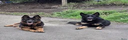 German Shepherd dogs for sale: KC Reg Working Line German Shepherd Pups. - Advert 2