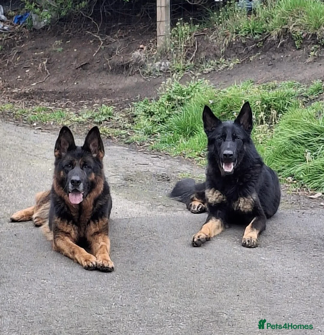 German Shepherd dogs for sale: KC Reg Working Line German Shepherd Pups. - Advert 2
