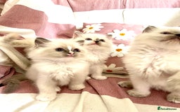 Ragdoll cats for sale: BEAUTIFUL GCCF REGISTERED RAGDOLL KITTENS 💖 - Image 3