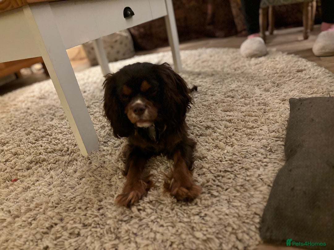 Cavalier King Charles Spaniel dogs for stud: THE BEST Looking CHOCOLATE🍫🐶 CAVALIER STUD - Image 16