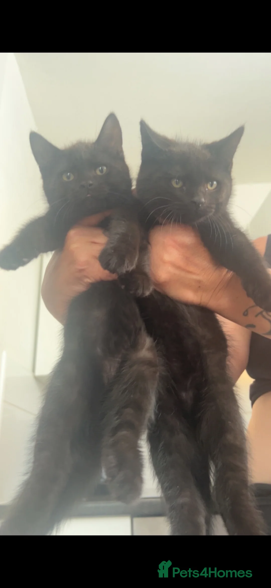 Mixed Breed cats for sale: Black fluffy kittens in London - Advert 4