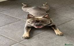 French Bulldog dogs for sale: French Bulldog male - Image 2