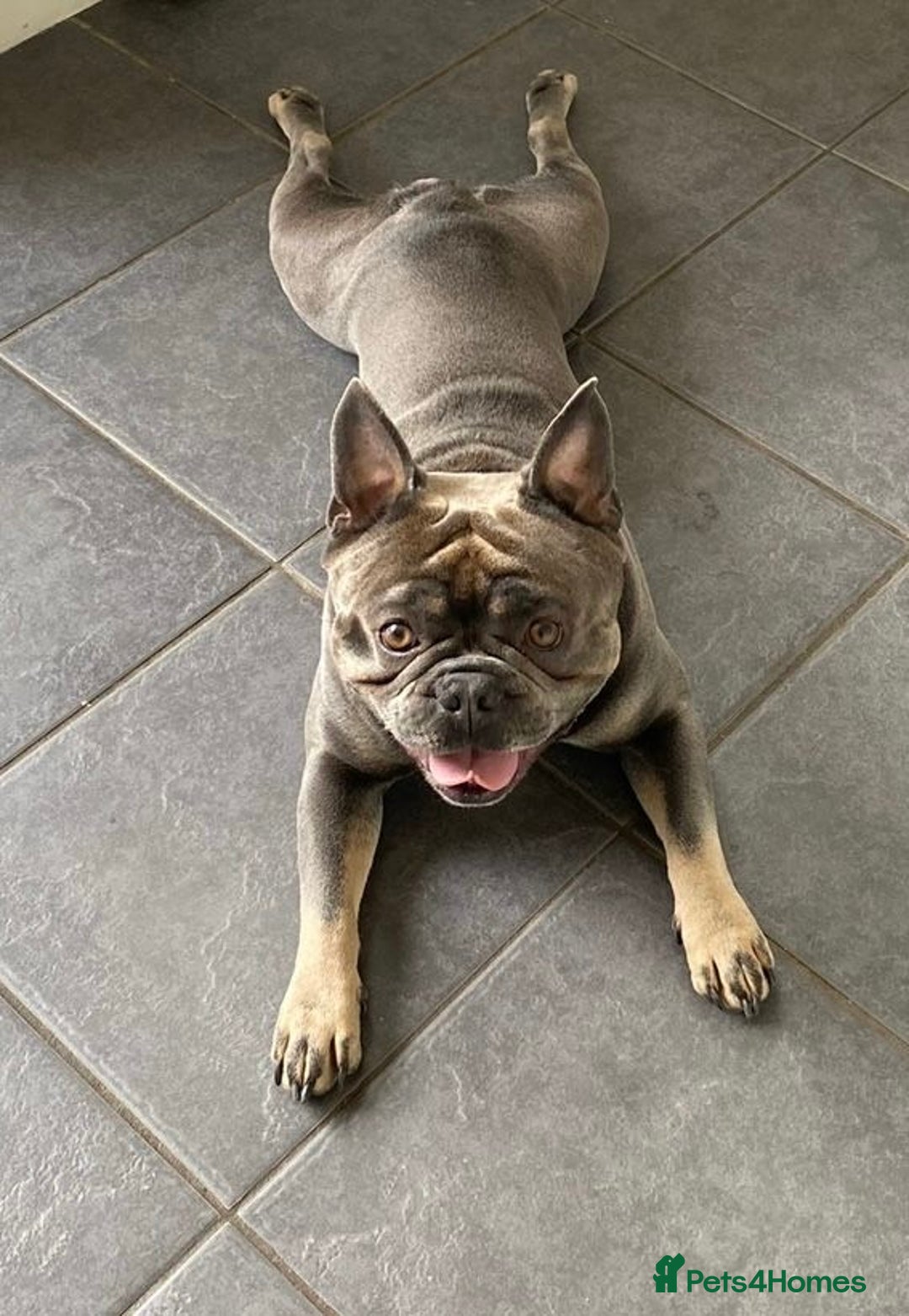 French Bulldog dogs for sale: French Bulldog male - Image 2