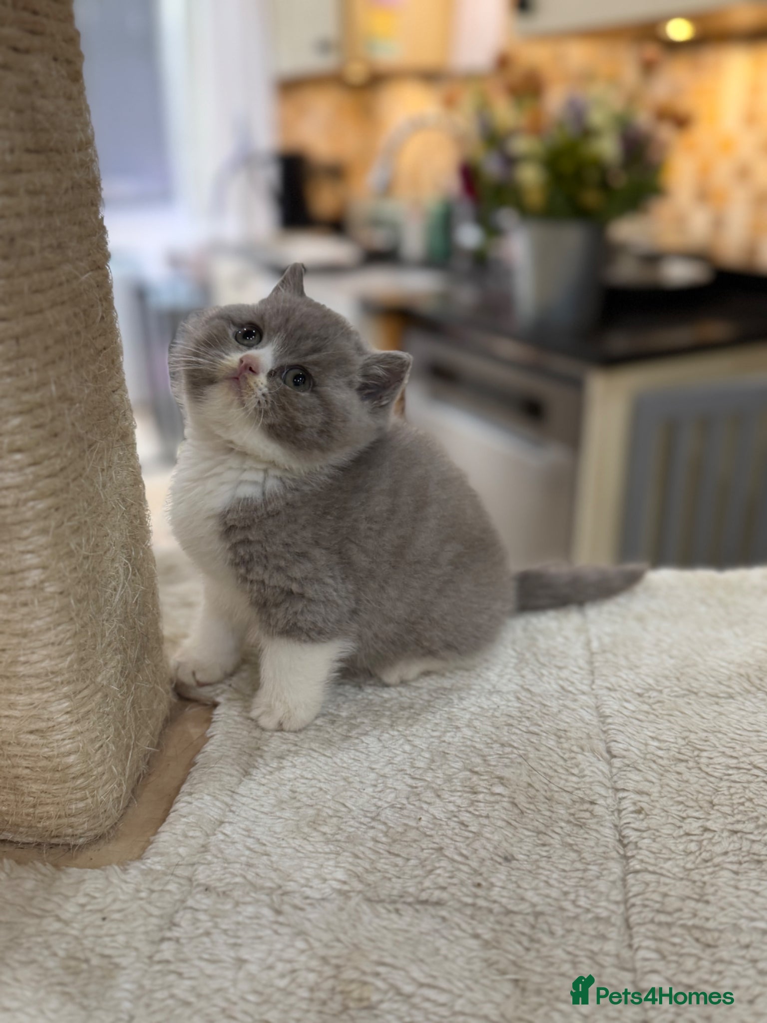 British Shorthair cats Full Pedigree/Registered BSH from £1200 - Advert 1