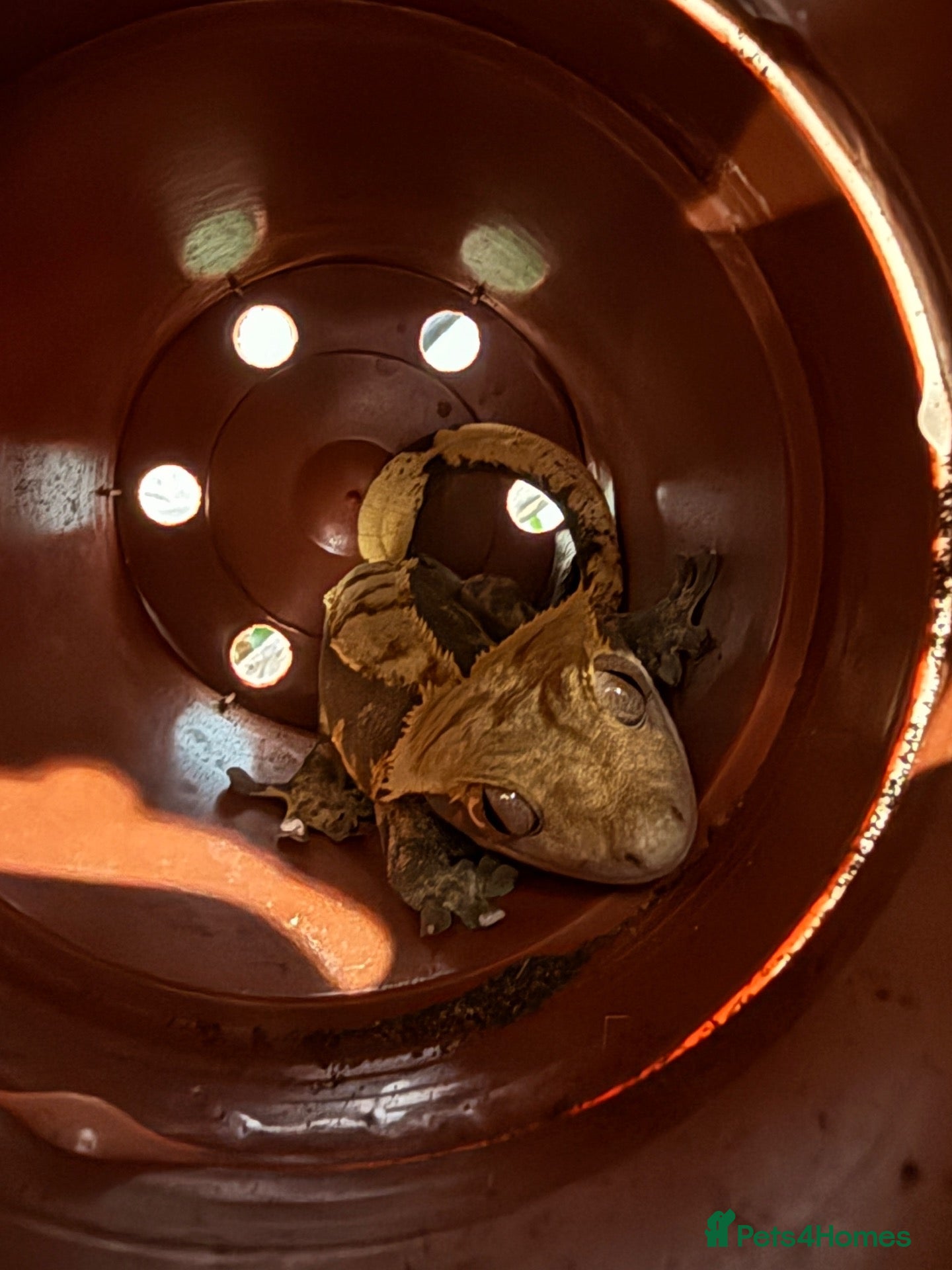 Gecko reptiles Two Female Crested Geckos + Setup - Advert 1