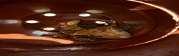 Gecko reptiles for sale: Two Female Crested Geckos + Setup in Widnes - Advert 1
