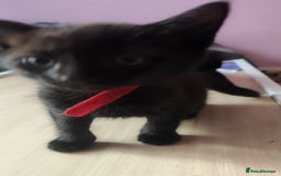 Mixed Breed cats for sale: Kittens for free  - Image 2