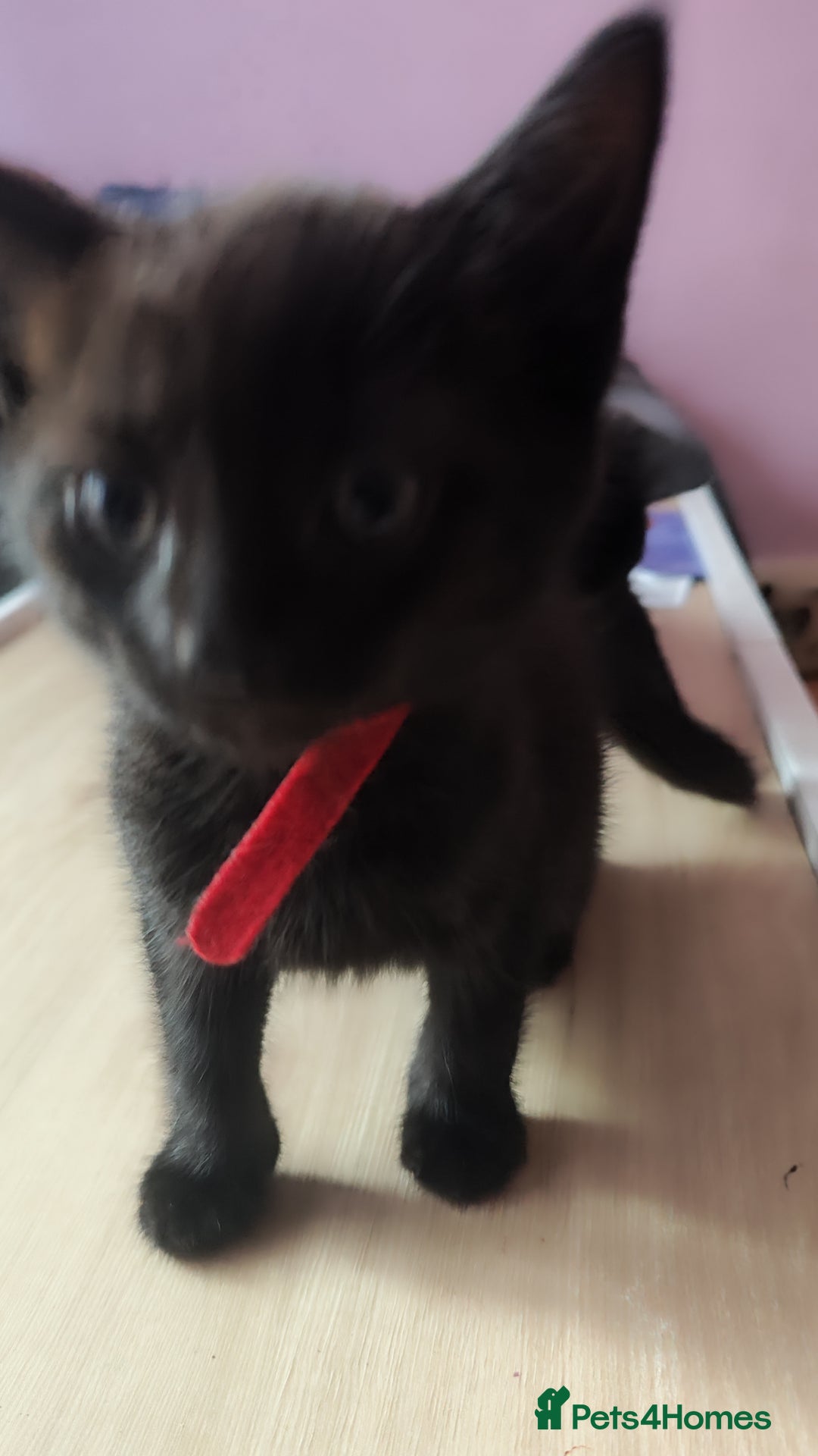 Mixed Breed cats for sale: Kittens for free  - Image 2