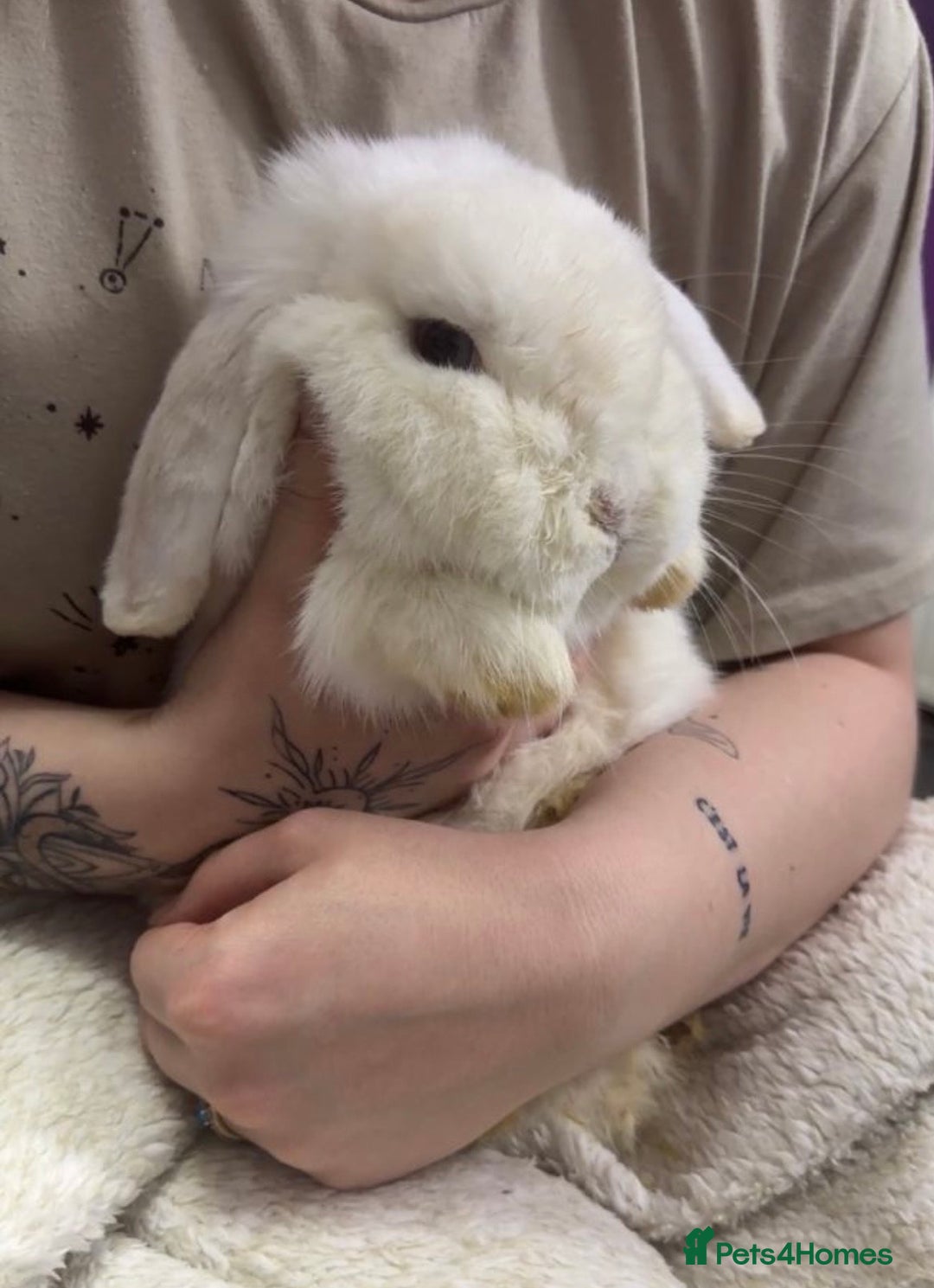 Mini Lop rabbits for sale: Female Mini lop - Advert 2