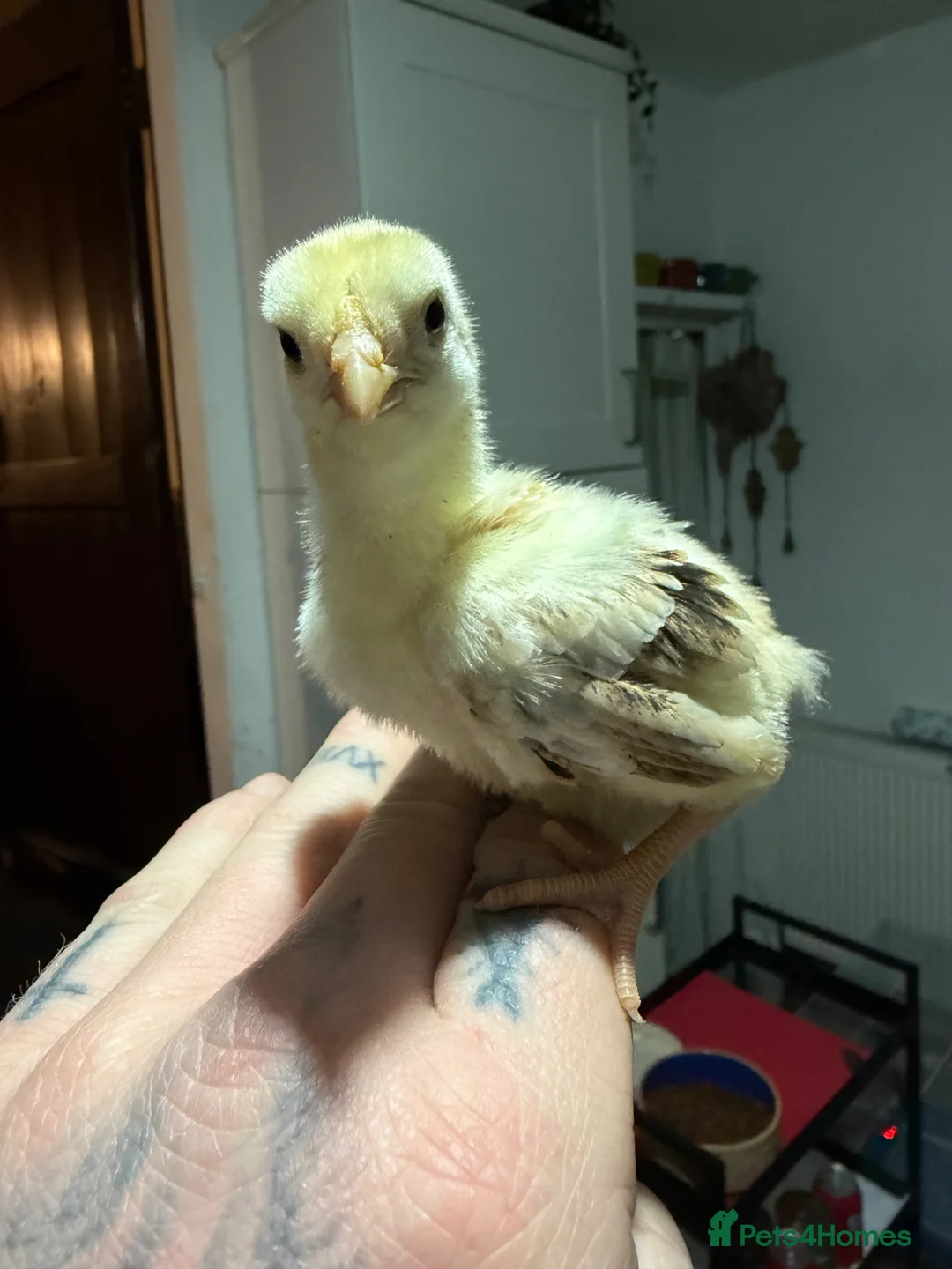 Chickens poultry for sale: Ko shamo - Advert 2