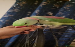 Parrots birds for sale: Loving Home Needed For A Friendly Alexandrine Boy - Image 3