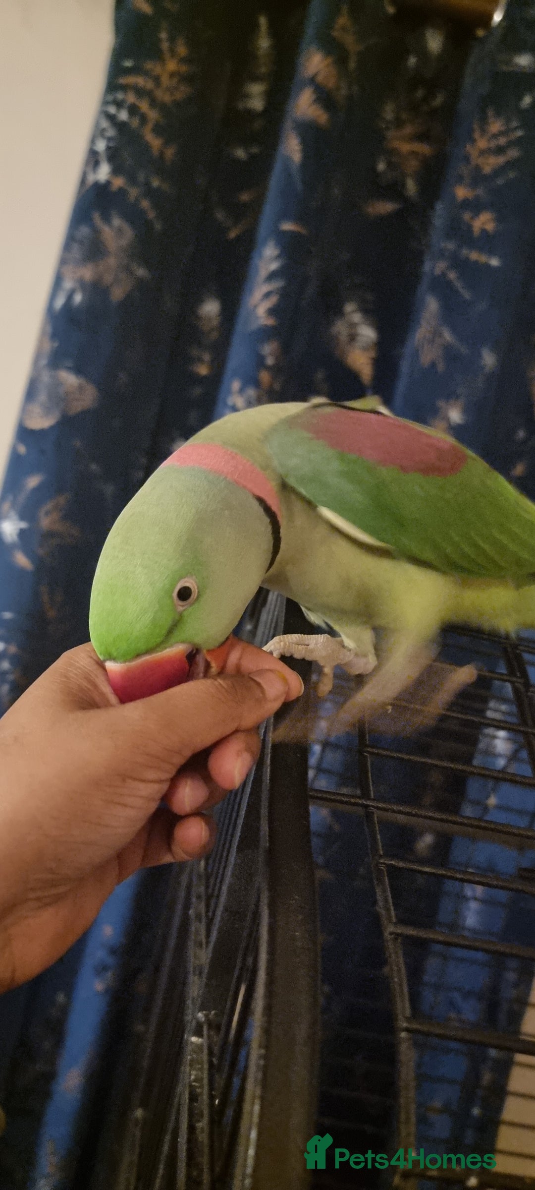 Parrots birds for sale: Loving Home Needed For A Friendly Alexandrine Boy - Image 3