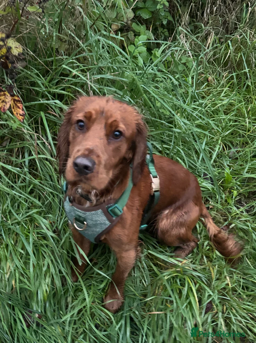 Cocker Spaniel dogs for sale: Male Cocker Spaniel - Advert 4