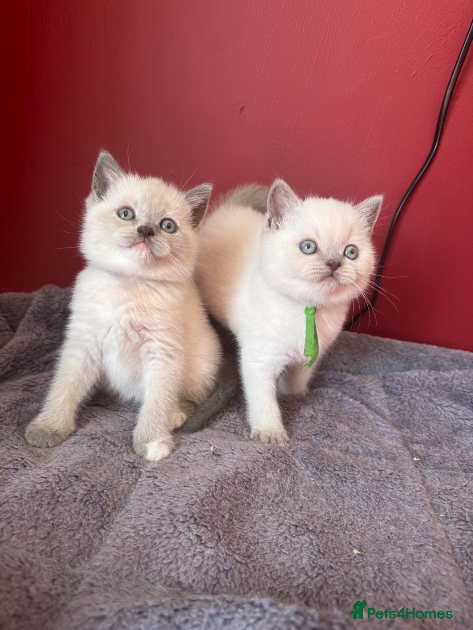 British Shorthair cats for sale: Gorgeous GCCF colourpoints  - Advert 5
