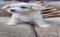 Chinese Crested dogs for sale: 5 beautiful Chinese crested puffs 3 girls 2 boys - Image 20