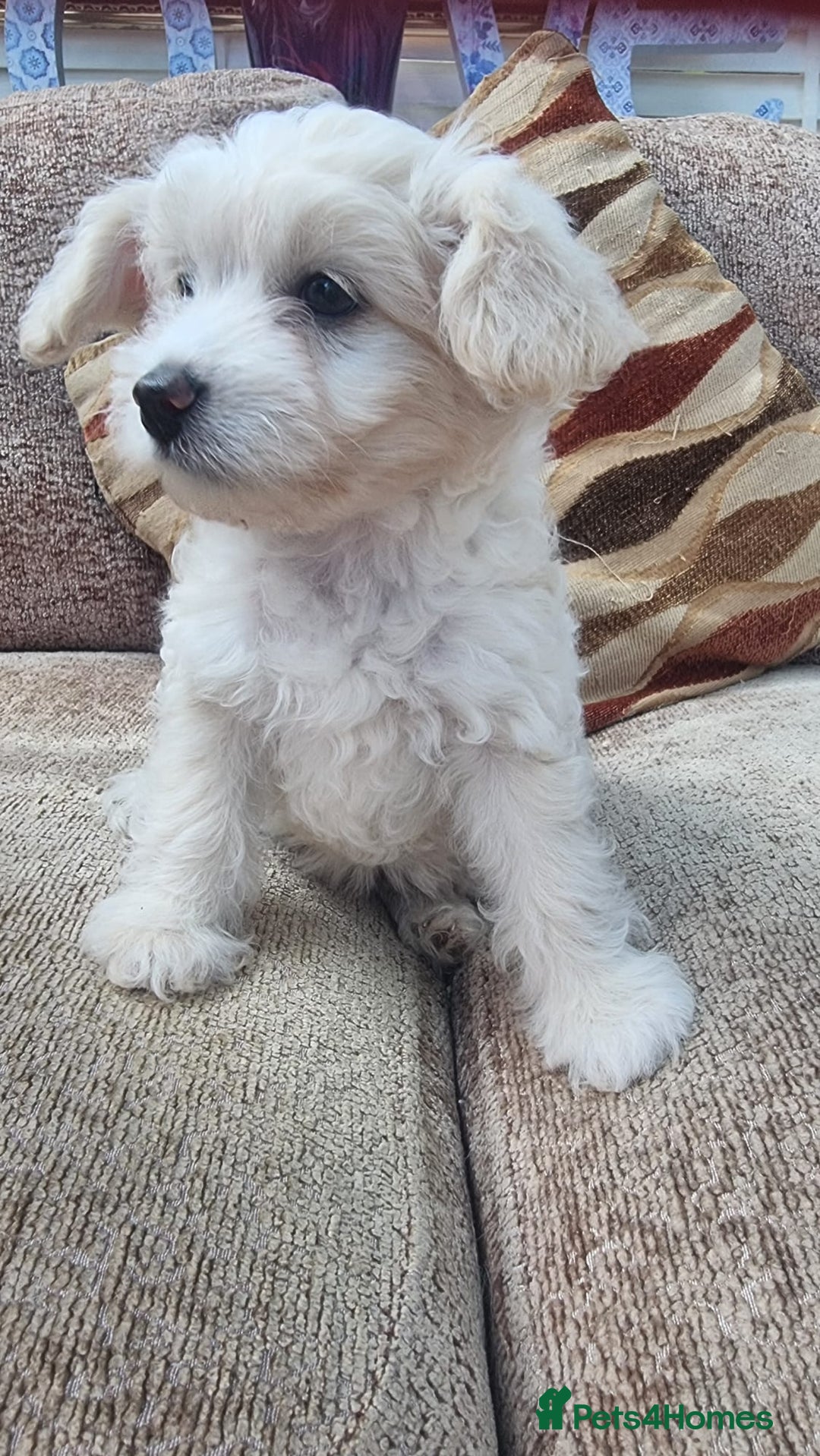 Chinese Crested dogs for sale: 5 beautiful Chinese crested puffs 3 girls 2 boys - Image 20