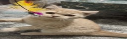 British Shorthair cats for sale: GCCF registered cream bsh boy - Advert 5