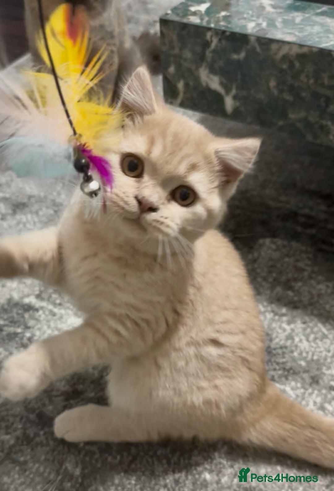 British Shorthair cats for sale: GCCF registered cream bsh boy - Advert 5