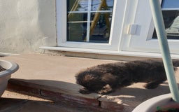 Mixed Breed dogs for sale: Border Terrier x miniature Poodle  - Image 26