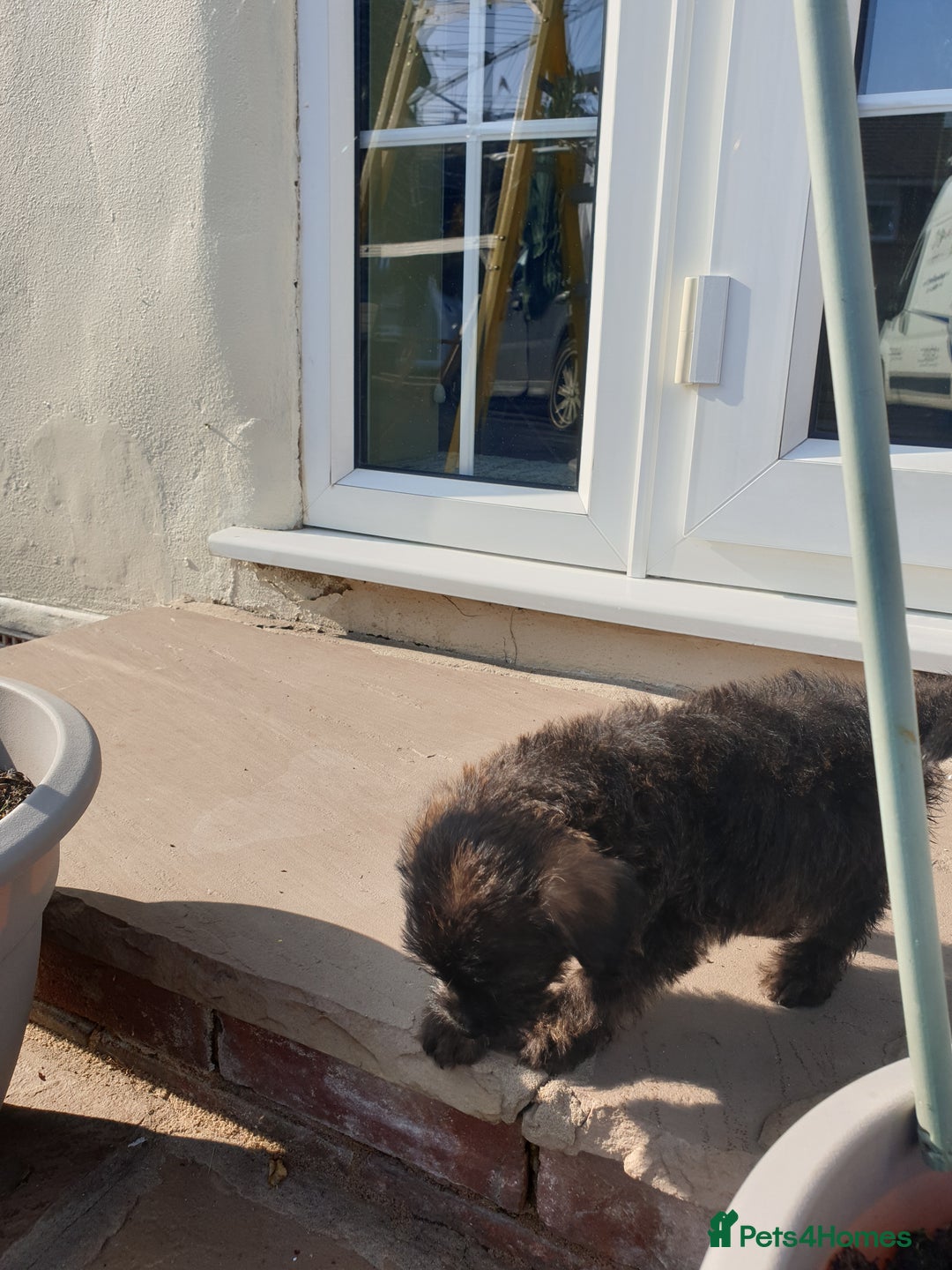 Mixed Breed dogs for sale: Border Terrier x miniature Poodle  - Image 26