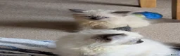 Siberian cats for sale: Pure Siberian kittens for sale - Advert 4