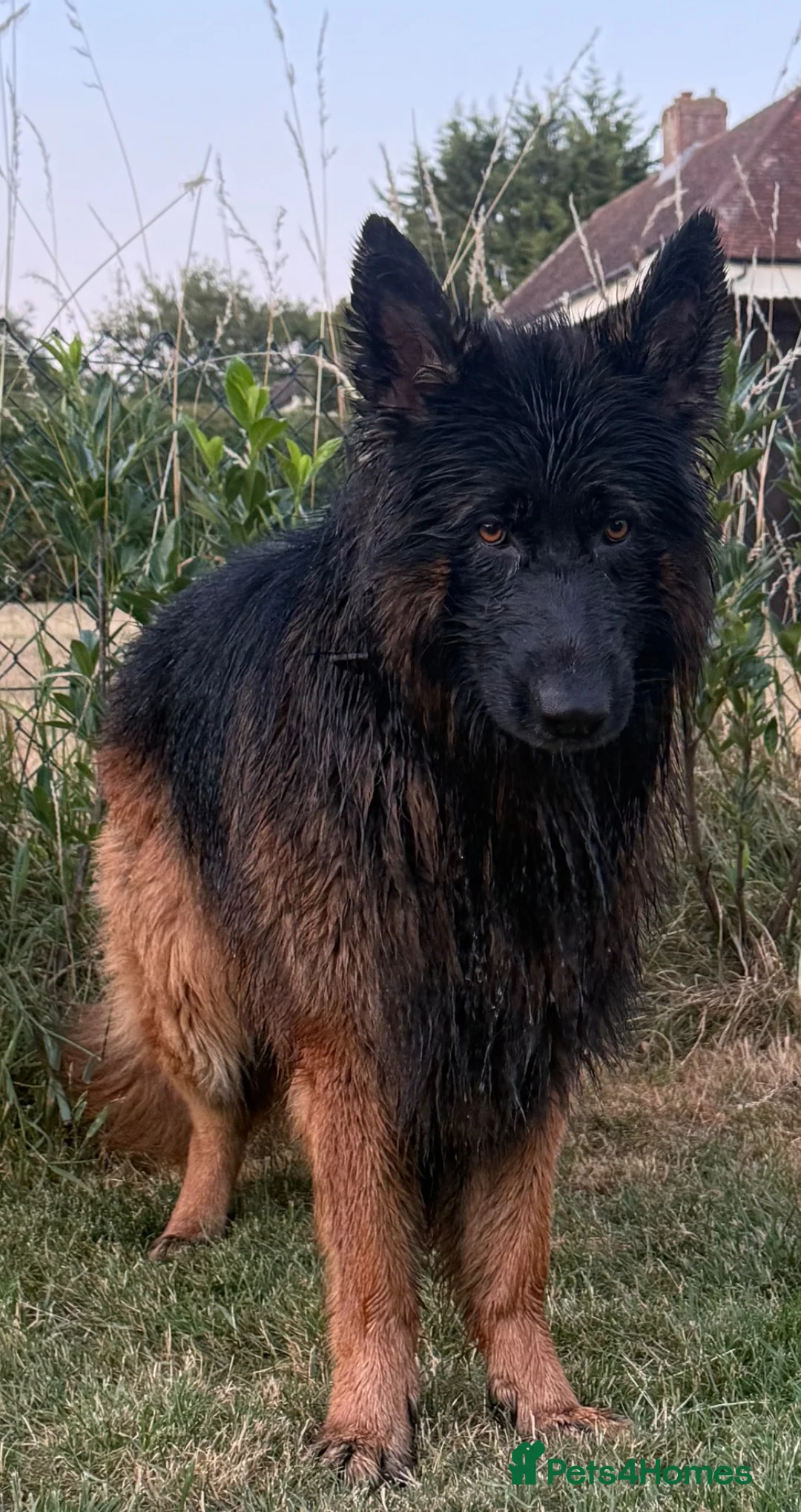 German Shepherd dogs for stud: Chief (stud)  in Sudbury - Advert 2