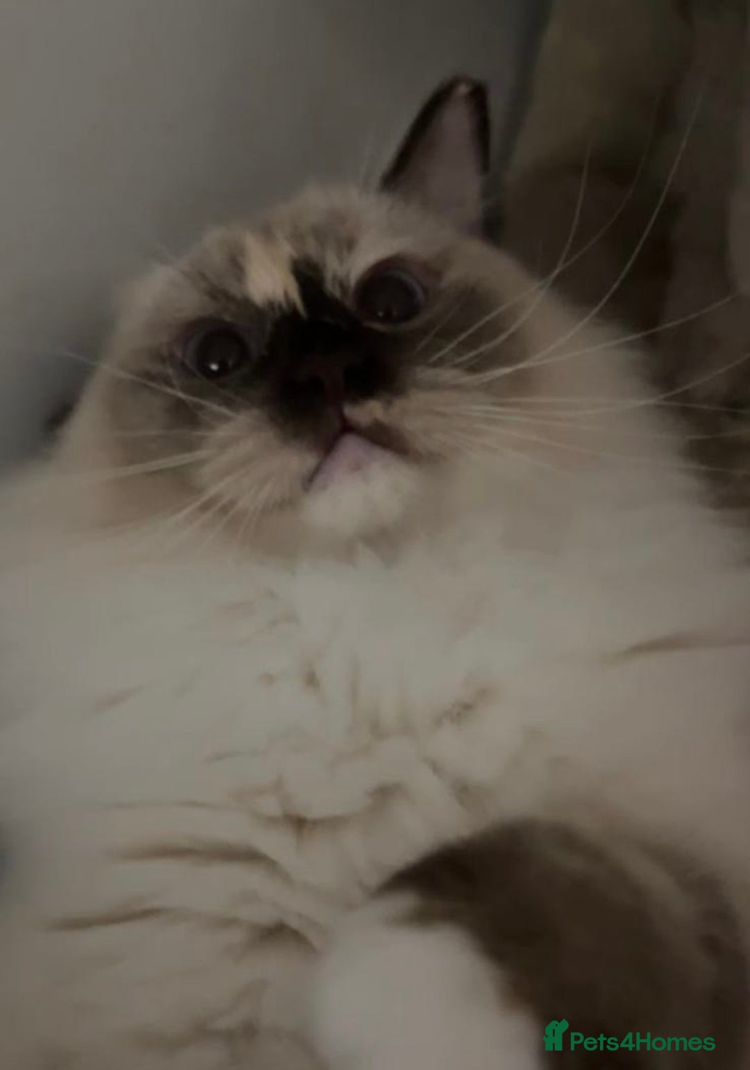 Ragdoll cats for sale: Gorgeous Blue Point Ragdoll girl - Advert 8