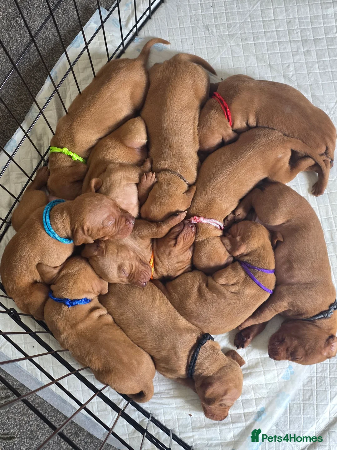 Hungarian Vizsla dogs for sale: Hungarian Vizsla Puppies  - Advert 2