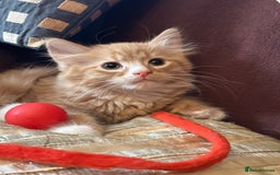 Mixed Breed cats for sale: Stunning kittens ready now - Image 8