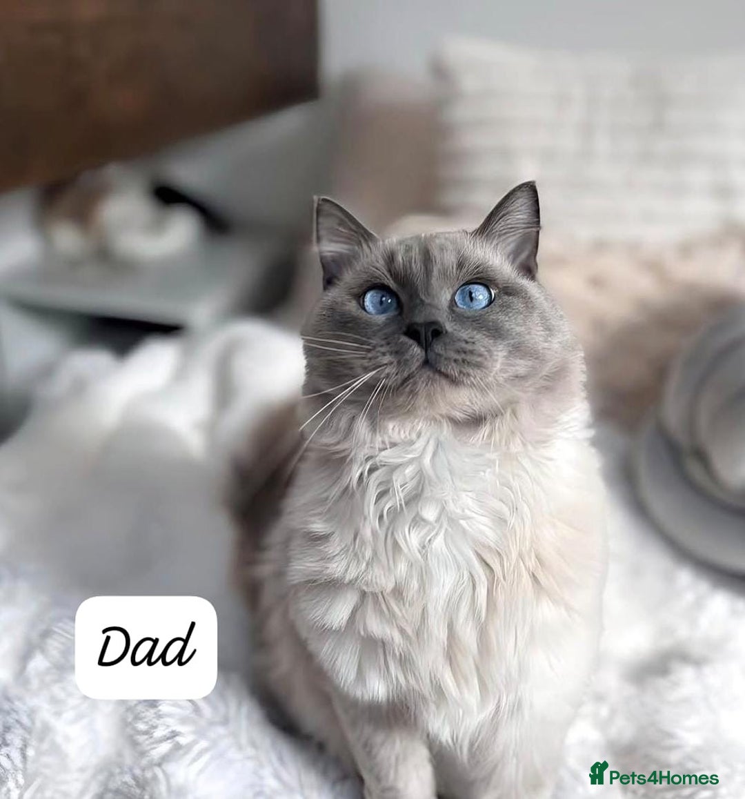 Ragdoll cats for sale: RAGDOLL X BSH KITTENS ❤️ - Image 10
