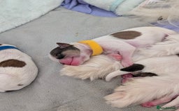Shih Tzu dogs for sale: ShihApso  - Image 2
