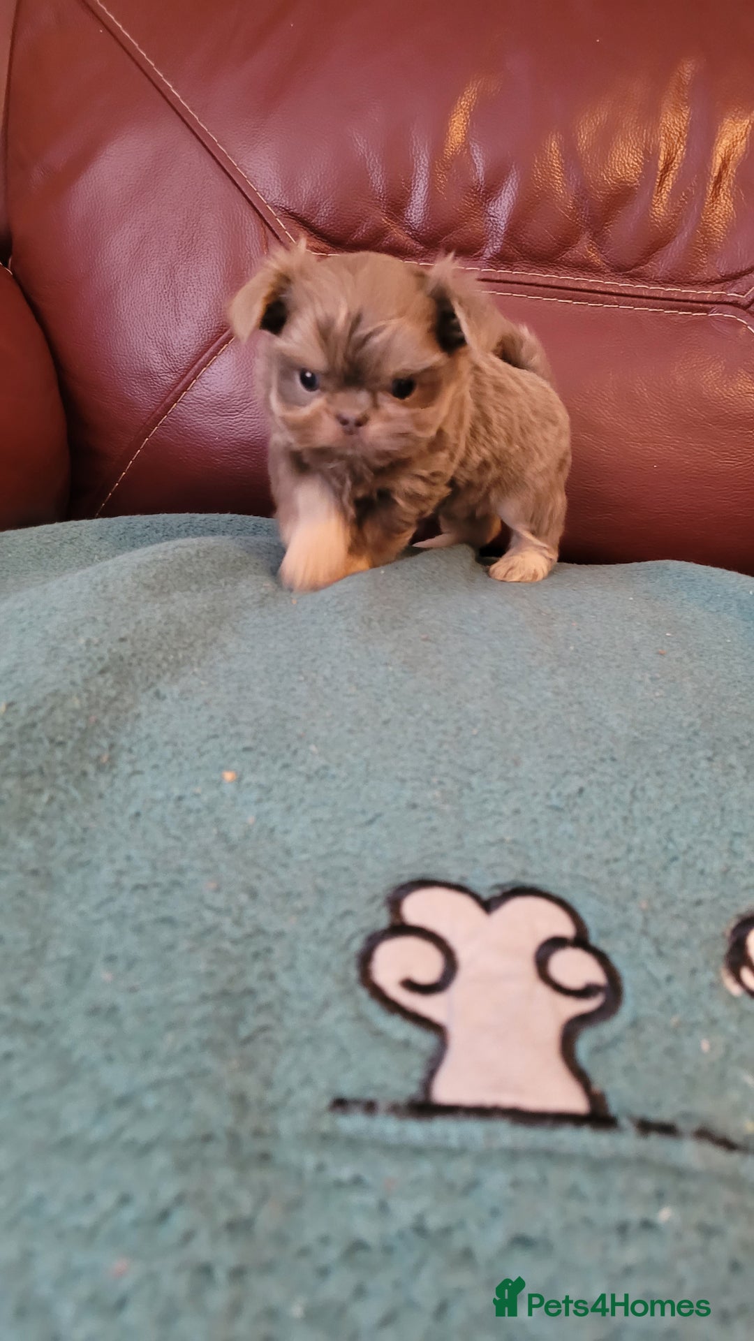 Shih Tzu dogs for sale: Three stunning KC Lavender/dobie Imperial ShihTzu - Advert 20