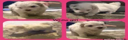 Maltipoo dogs for sale: Last girl left 6 wks old Beautiful maltipoo puppy - Advert 14
