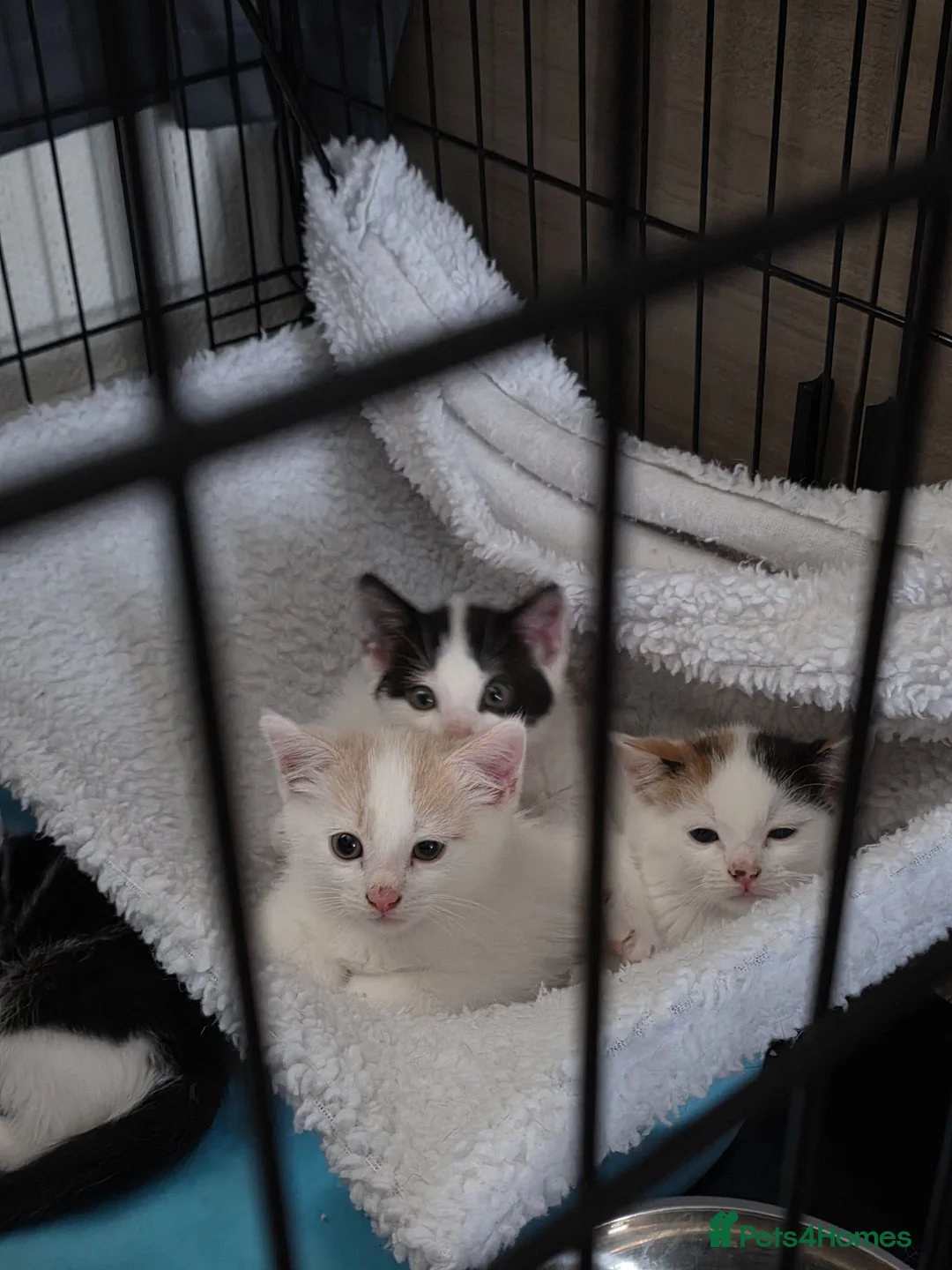 Mixed Breed cats for sale: Kittens  - Advert 1