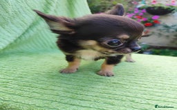 Chihuahua dogs for sale: Amazing Quality Long Coat Chihuahua puppies - Image 36