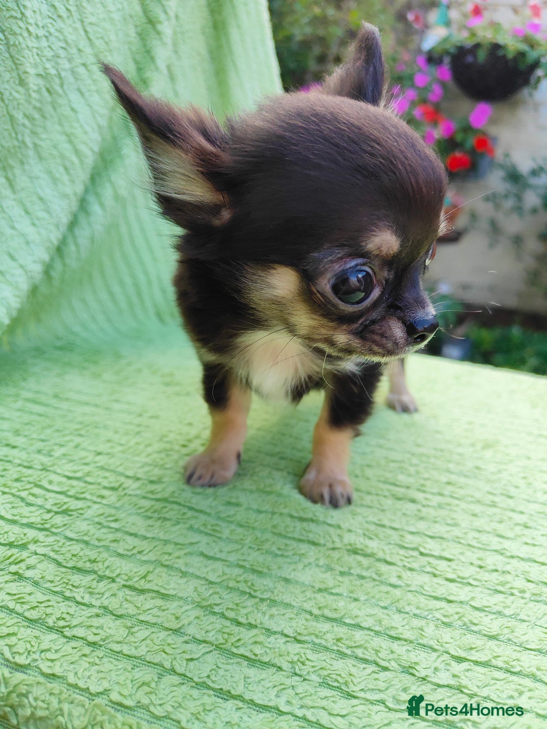 Chihuahua dogs for sale: Amazing Quality Long Coat Chihuahua puppies - Image 36
