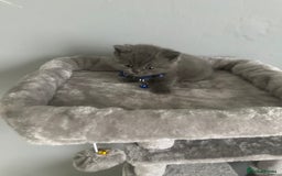 British Shorthair cats for sale: Stunning litter of bsh  - Image 5