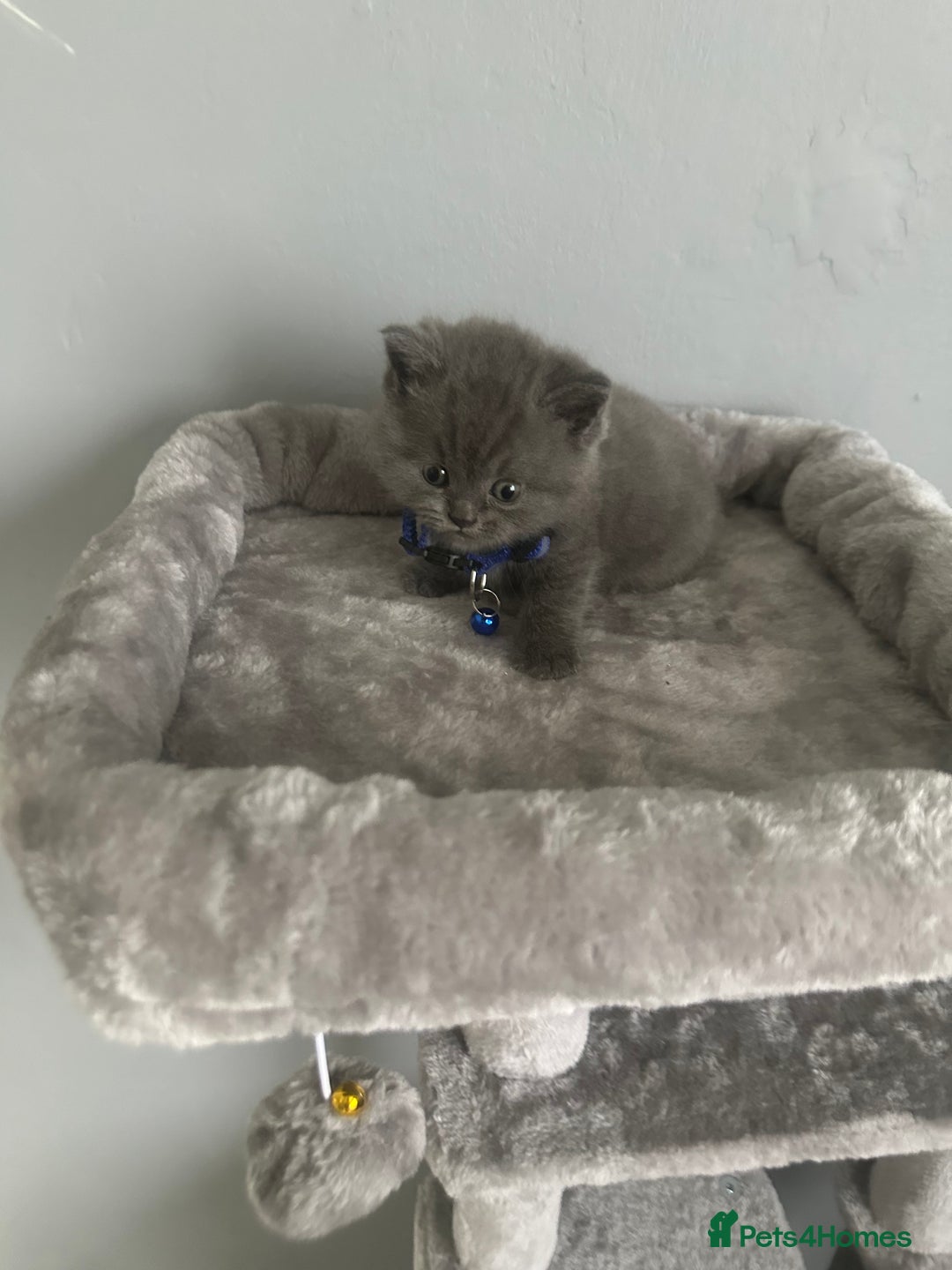 British Shorthair cats for sale: Stunning litter of bsh  - Image 5