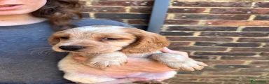 Bitch puppy five