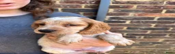 Mixed Breed dogs for sale: ONLY 4 BITCH PUPPIES LEFT - READY NOW - Advert 4