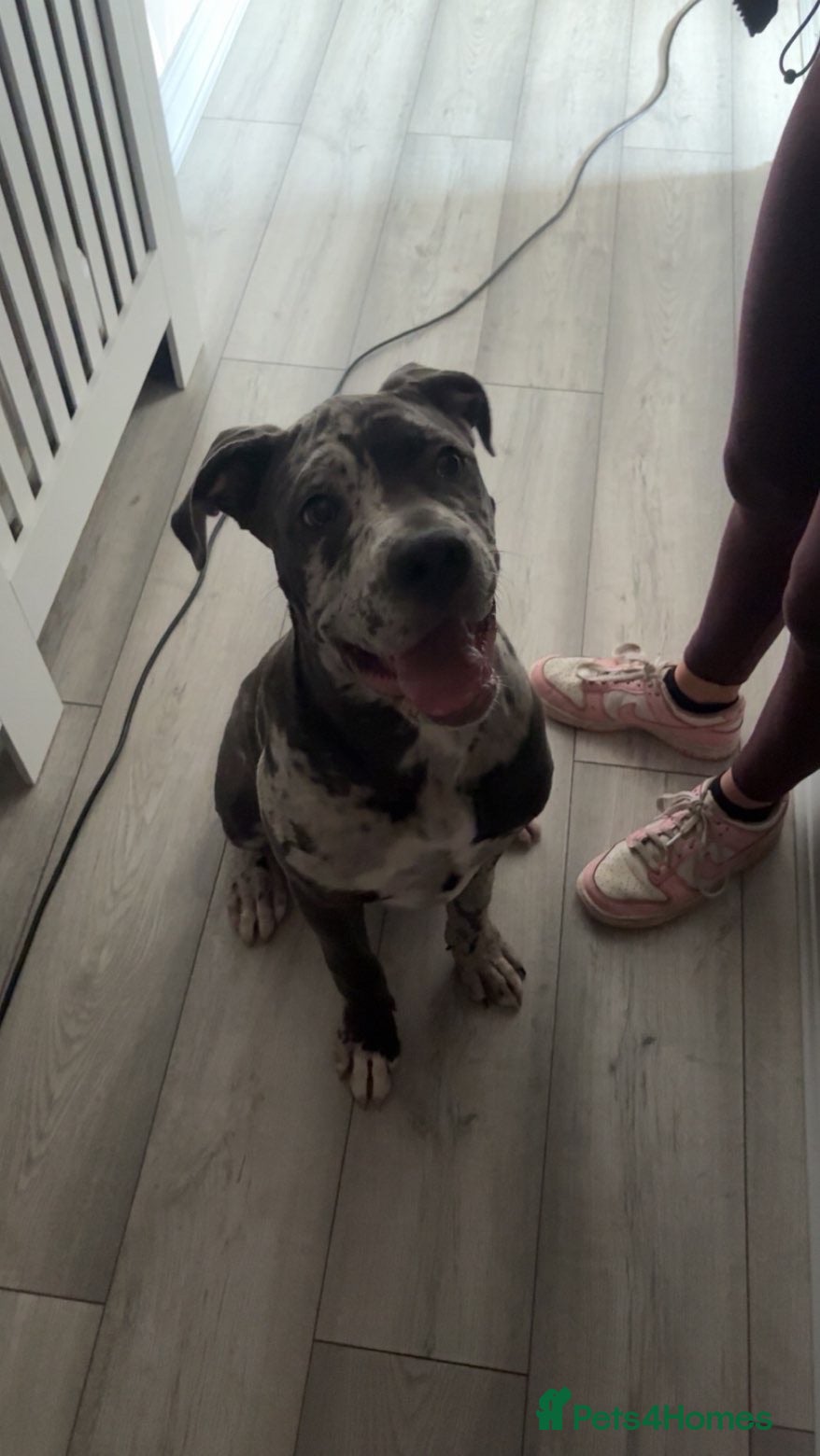 Cane Corso dogs 7 month blue merel cane corso - Advert 5