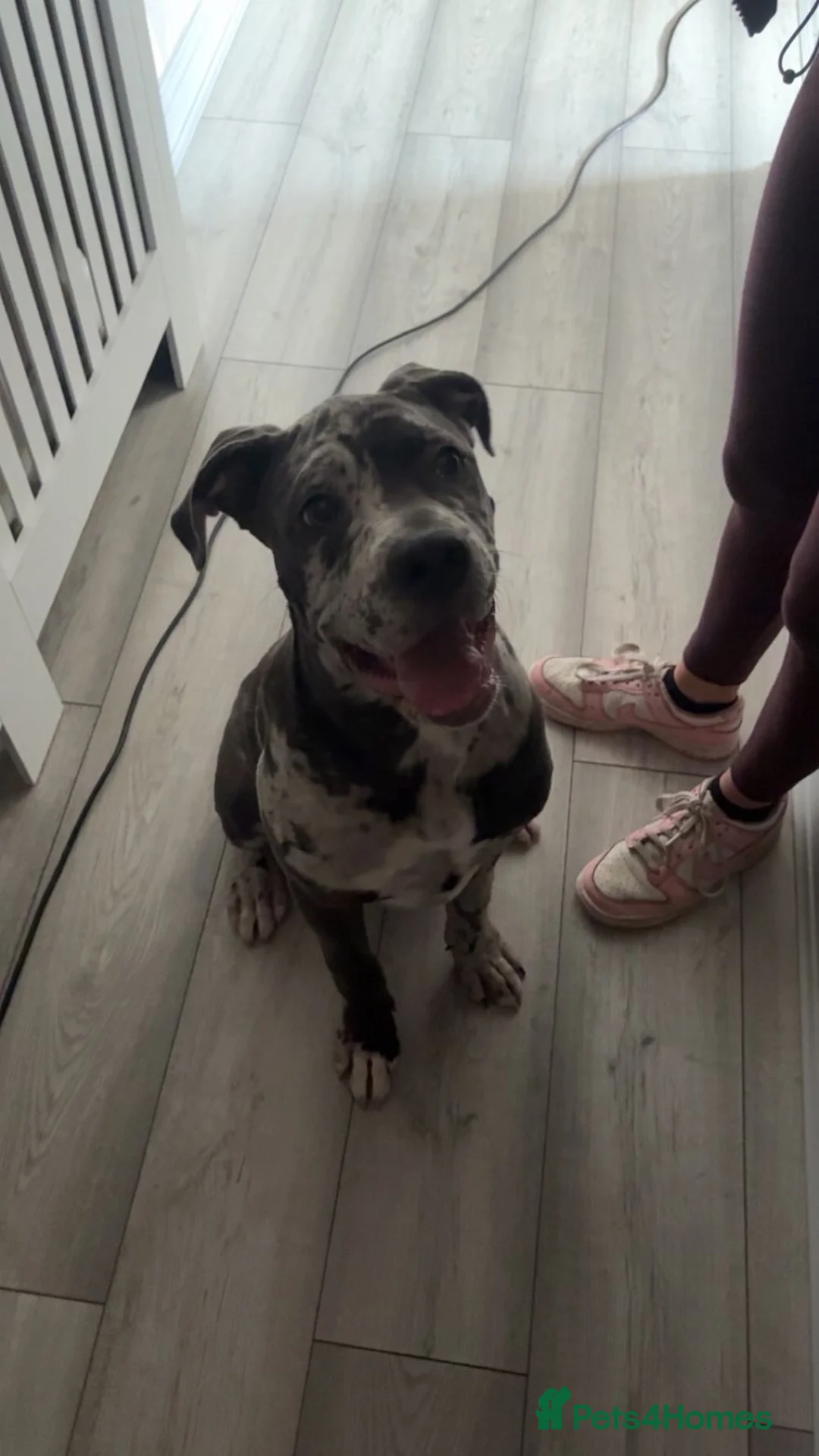 Cane Corso dogs for sale: 7 month blue merel cane corso in Hawick - Advert 1