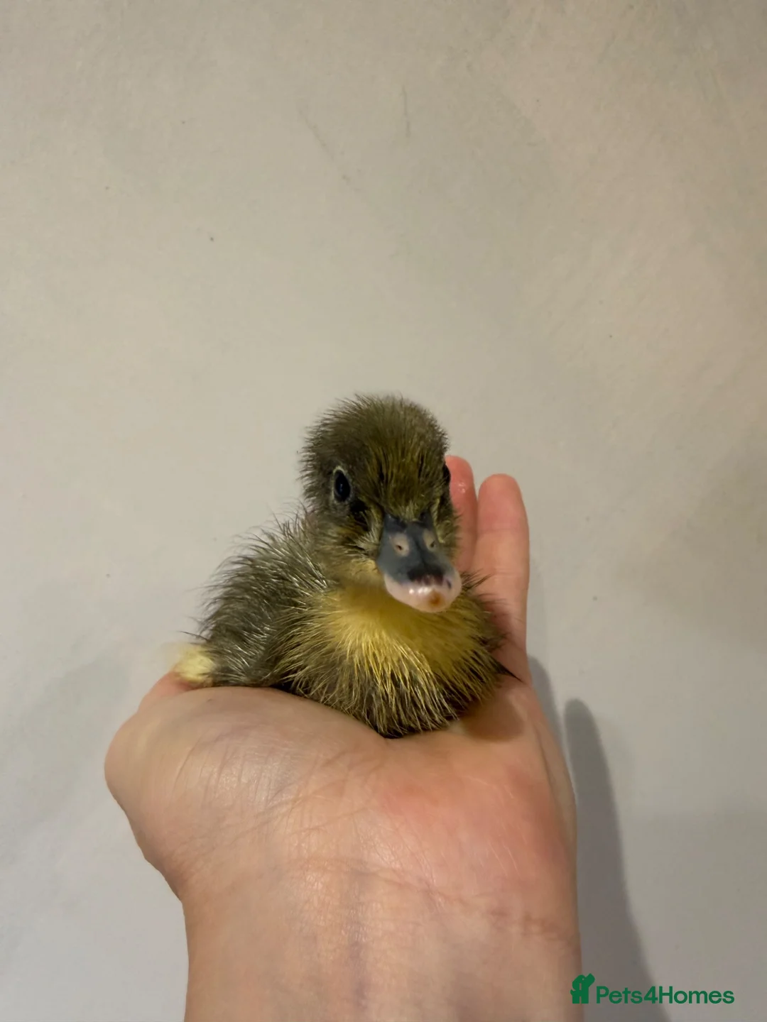 Ducks poultry for sale: Runner ducklings  - Advert 7