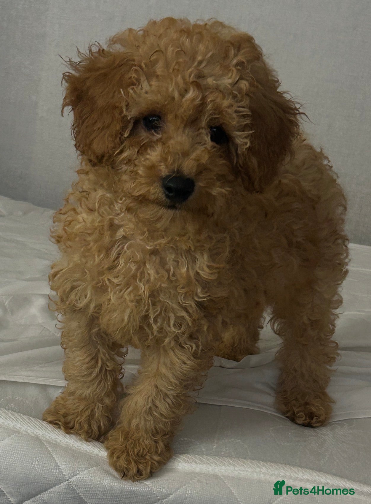 Toy Poodle dogs Toy poodle puppies 1 little boy left 800 pound  - Advert 12