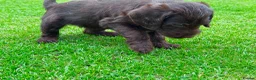 Labradoodle dogs for sale: Chocolate & chocolate Merle Babies 🐾🐾🐾 - Advert 14