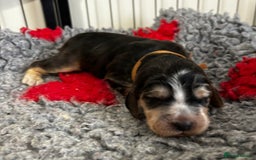 Cocker Spaniel dogs for sale: Lovable Show Cocker Spaniel Puppies 🐾💕 - Image 5