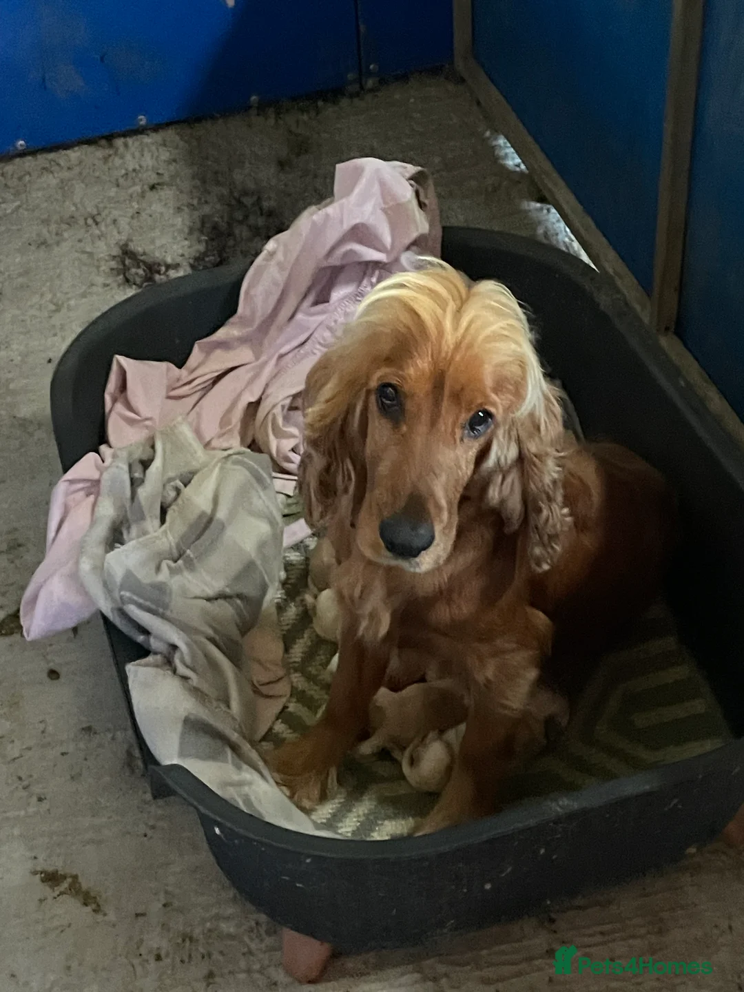 Cockapoo dogs for sale: Toy cockapoo is in NORTHERN IRELAND  - Advert 7