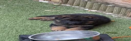 German Shepherd dogs for sale: Long hair Czech/Polish German Sherpard - Advert 16